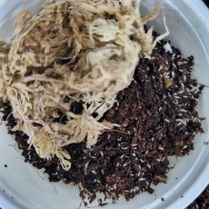 톡토기 배양키트 (친환경 분해생물 비바리움 필수품 / 개구리먹이), 일반통, 1개