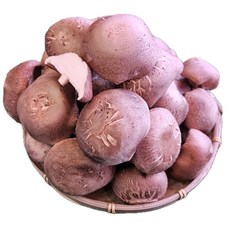 생표고버섯 표고버섯 버섯 2KG 4KG, 표고버섯 일반형(중) 2KG, 1개