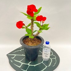 왕꽃기린 높이 50-60cm 선인장 꽃 스마일화훼유통, 1개