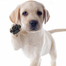 강아지 발바닥 패드 미끄럼방지 스티커 논슬립 슬개골 탈구예방 산책 발패드, 02203GA, 4개, 블랙