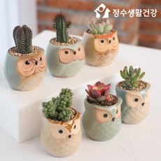 정수생활건강 부엉이 화분 6P 화분매트 1P세트 소형 다육 식물 원예 재물 재복, 단일 한 세트