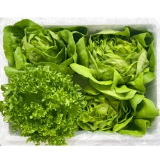 유러피안 샐러드 채소 패키지, 1개, 1kg