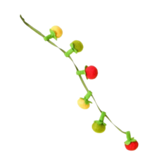 Pets talk 貓咪玩具番茄逗貓串 48cm超長絨帶 顏色活潑造型可愛, 小番茄6個/串, 1個