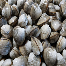 쫄깃쫄깃 국내산 동죽 조개 1kg, 1개, 3kg