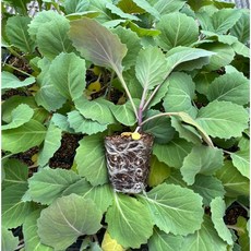 양배추 모종 병에강하고 수량성좋은 빅스타, 30개