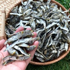 남해안 햇 건 솔치 청어(정어리) 멸치 상급 1kg 500g (볶음 조림 육수용), 1개