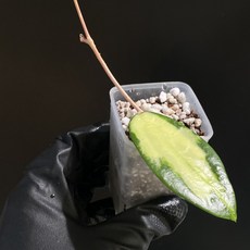 호야 아큐타 바리에가타 동일품배송