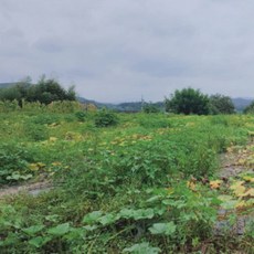 손질 늙은 호박 (진공포장) 국산 늙은 호박, 1개, 늙은호박 3kg+3kg