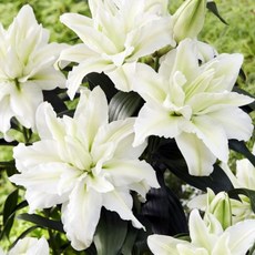 [큐가든] 백합 구근 로즈릴리 아이샤 2개 유럽 직수입 겹백합 특선