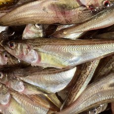 [한정수량] 알배기믹스 도루묵 당일조업 당일포장, 1박스, 1kg (20미 내외)