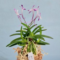 홍천구 풍란 소엽 풍란 색화 부귀란 적화 난종류 숯돌꽃, 1개