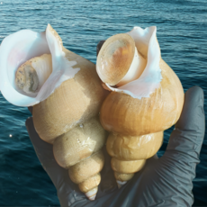 [비교불가 최상품] 당일조업 동해안 백골뱅이 자연산, 1개, 소(45미내외) 1kg