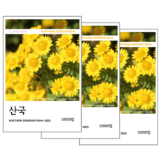 산국 씨앗(코팅 종자) 10000립, 3개