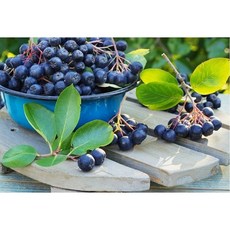 아로니아 아로니아 분말 항산화 항염증 면역 시력 안구 건조 블루베리 크랜베리 포도 부모님 아이들 가족 건강 음료 에이드 주스 까페 카페 메뉴 베이커리 항당뇨 특허 시댁 처가 친정, 1박스, 250g