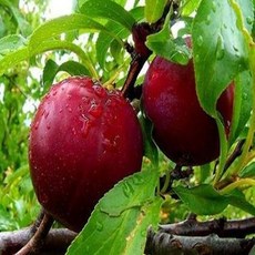 자두나무(왕자두)접목1년(2주묶음)묘목/b0295, 1개