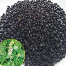 바질씨앗 무바질종자 600g 채소텃밭용, 1