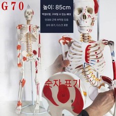 인체모형 뼈 85cm 높이 해부학 구부릴 모형 골격 모델 스켈레톤 있는 수 전신골격, G70 유연 근육 시작 및 종료 인대 번호 85cm79