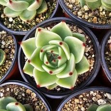 [해뜰다육] 블루드레곤 다육식물 선인장, 1개