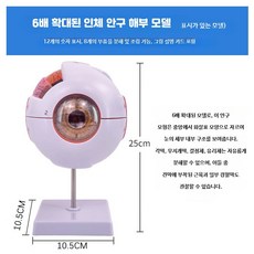 안구 모형 모델 안과 인체 교육용 확대 구조 교구 해부학 눈, 1개, 12개의 숫자 표기 - 6배 확대된 눈꺼풀