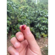 DH咖啡 薇薇特南果 G1 中焙咖啡豆, 1個, 微微特南果 磨粉(咖啡粉) 225g