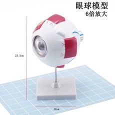 관절 모형 인체 구조 인대 뼈 정형외과 모델 해부학, 6배 확대 눈 모델