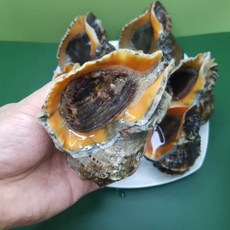 자연산 생물 활 소라 참소라 1kg, 1개, 1kg (20-25미 내외)