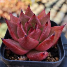 내맘대로골라 다육이 다육식물, 13번- 로제스타, 1개