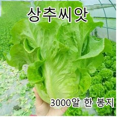 로메인 유럽상추 종자 씨아삭이상추씨, 1개