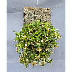 디네마 굴피부작 대품, 1개