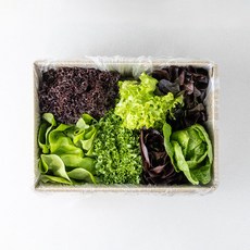 SB 유러피안샐러드 산지직송 수경재배 채소 친환경, 1개, 1kg