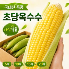 [한정할인특가] 특품 고당도 초당옥수수 26년첫수확 생옥수수, 1박스, 특품 초당옥수수 5개