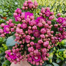 [무지개꽃/ 색상선택17종] 칼란디바 (카랑코에 겹꽃), 14. 자주색 (로렌조), 1개