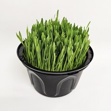 손쉽게 키우는 새싹보리 수경재배 키트, 1개