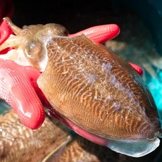 [프리미엄] 당일조업 국내산 생물 갑오징어, 1세트, 1kg(특대 2~4미)