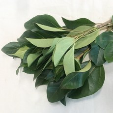 완도 황칠생가지 생잎 1kg, 1개