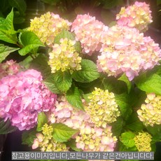 정원수국 엔들레스썸머 수국 (블룸스트러크)4치장 포트 묘목 노지월동 정원용 조경나무 (같이가치농원), 1개