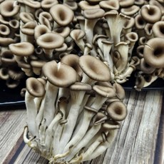 당일수확 국내산 GAP인증 무농약 흑타리버섯 느타리버섯 대용량, 1박스, 2kg