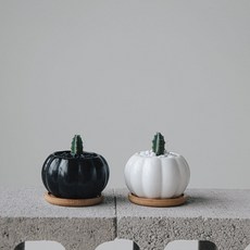 (1+1 )용신목 미니호박화분 예쁜 다육이식물, 용신목2+호박화분(화이트/블랙)+받침2+흰돌+소립블랙