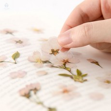 다소니디자인 압화 벚꽃 스티커