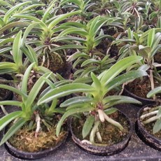 소엽풍란 풍난 개화주 나도풍난 건돌이, 1개, 기본