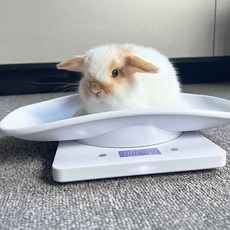 블레오 반려동물 소동물 디지털 체중계 10kg, 화이트, 1개