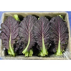 [하루채소] 국내산 적겨자2kg 쌈채소 샐러드, 적겨자 2kg, 2kg, 1개