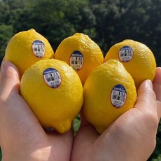 싱싱햇 레몬 생레몬 수입 생 레몬, 중과, 1박스, 10과(1.2kg)
