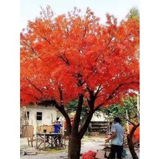 조경 연장형 장식 소품 가을 조화 모형 술집 단풍나무 높이 인조, [확장형] 높이 2.5m 폭 2m