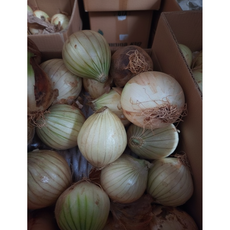 국내산 햇 양파 무안 양파, 1개, 1kg (소)