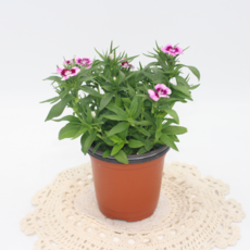 [골든플랜트] 석죽패랭이 소품 모종 노지월동 야생화 마당화단 꾸미기 식물, 1개