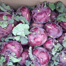 콜라비 제주 콜라비 햇 콜라비 못난이 콜라비, 1박스, 5kg