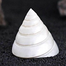 소라 장식 어항 수족관 밀크 chl+799JZ