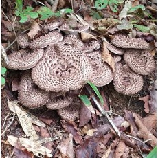 2025 강원도 오대산 강릉 건능이 버섯, 1개, 100g 건능이