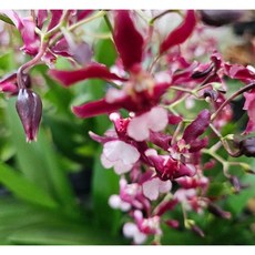 신종 샤리베이비 (스윗트켄디), 1개